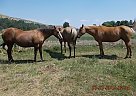 Quarter Horse - Horse for Sale in Ellensburg, WA 98926 Quarter Horse - Horse for Sale in Ellensburg, WA 98926