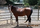 Purebred Arabian Stallion Arabian Stallion