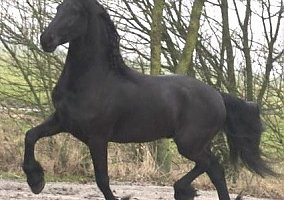 Friesian (Friesian, Gelding) in League City, TX
