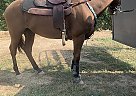 All Around Barrel Horse Annie
