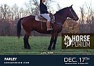 Draft - Horse for Sale in Gardners, PA 17324