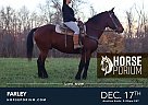Draft - Horse for Sale in Gardners, PA 17324 Draft - Horse for Sale in Gardners, PA 17324