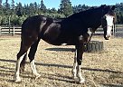 Clydesdale - Horse for Sale in Raymond, WA 98577 Clydesdale - Horse for Sale in Raymond, WA 98577