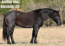Quarter Horse - Horse for Sale in Waco, TX 40501
