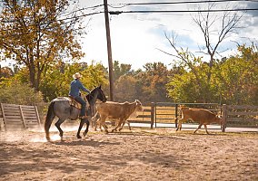 Quarter Horse (Quarter Horse, Gelding) in Middletown, OH
