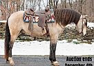 Andalusian - Horse for Sale in Everett, PA 40501