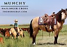 Haflinger - Horse for Sale in Yoder, WY 65742