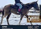 Tennessee Walking - Horse for Sale in Albion, MI NA
