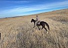 Mustang - Horse for Sale in Toppenish, WA 98948 Mustang - Horse for Sale in Toppenish, WA 98948
