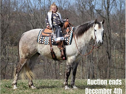 Family Safe Ranch/Trail Horse