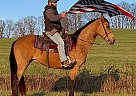 Tennessee Walking - Horse for Sale in McKee, KY 40447 Tennessee Walking - Horse for Sale in McKee, KY 40447