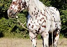 Appaloosa - Horse for Sale in Pilot Point, TX 40501