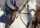 Shiver - Gelding in P.O. Box 2167, Windsor,, NS Shiver - Gelding in P.O. Box 2167, Windsor,, NS