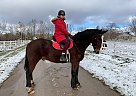 Monty - Gelding in EdenValley, ON Monty - Gelding in EdenValley, ON
