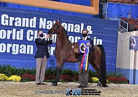 Morgan (Morgan, Gelding) in Windsor, CT