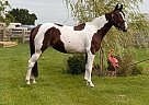 Irish Draught - Horse for Sale in lyon,  +33