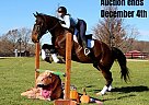 Warmblood - Horse for Sale in Highland, MI 40501 Warmblood - Horse for Sale in Highland, MI 40501