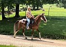 Kentucky Mountain - Horse for Sale in Stoutland, MO 65567