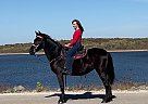 Missouri Fox Trotter - Horse for Sale in Strafford, MO 65757