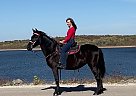 Missouri Fox Trotter - Horse for Sale in Strafford, MO 65757 Missouri Fox Trotter - Horse for Sale in Strafford, MO 65757