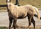 Quarter Horse - Horse for Sale in Monticello, KY 42633 Quarter Horse - Horse for Sale in Monticello, KY 42633