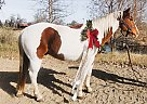 Paint - Horse for Sale in Fort Collins, CO 80524 Paint - Horse for Sale in Fort Collins, CO 80524