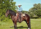 Percheron - Horse for Sale in Grantville, PA 17028 Percheron - Horse for Sale in Grantville, PA 17028