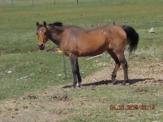 Polish Arabian Mare, Bloodlines Lost In WW11