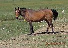 Arabian - Horse for Sale in Ellensburg, WA 98926 Arabian - Horse for Sale in Ellensburg, WA 98926