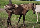 Tennessee Walking - Horse for Sale in Albion, MI 49224-95 Tennessee Walking - Horse for Sale in Albion, MI 49224-95