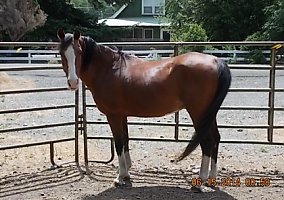 Arabian (Arabian, Stallion) in Ellensburg, WA