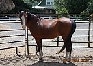 Arabian - Horse for Sale in Ellensburg, WA 98926