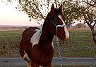 Paint - Horse for Sale in Toppenish, WA 98948 Paint - Horse for Sale in Toppenish, WA 98948
