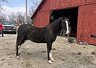 Rocky Mountain Gelding Thunder