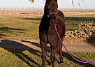Quarter Horse - Horse for Sale in Toppenish, WA 98948 Quarter Horse - Horse for Sale in Toppenish, WA 98948