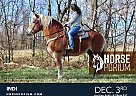 Belgian Draft - Horse for Sale in Gardners, PA 17324 Belgian Draft - Horse for Sale in Gardners, PA 17324