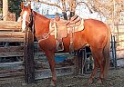 Quarter Horse - Horse for Sale in Toppenish, WA 98948 Quarter Horse - Horse for Sale in Toppenish, WA 98948