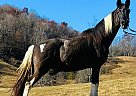 Spotted Saddle - Horse for Sale in Canton, NC 28716 Spotted Saddle - Horse for Sale in Canton, NC 28716