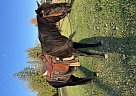 Mustang - Horse for Sale in FredericksonTacoma, WA 98446
