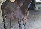 Lilly More Power - Mare in Topeka, IN Lilly More Power - Mare in Topeka, IN