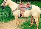 - Mare in Rogersville, TN - Mare in Rogersville, TN