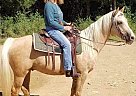 Half Arabian - Horse for Sale in Custer, SD 57730