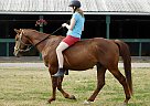 Henry - Gelding in Raymond, WA Henry - Gelding in Raymond, WA