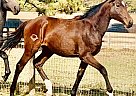 Thoroughbred - Horse for Sale in Eatonton, GA 31024-60 Thoroughbred - Horse for Sale in Eatonton, GA 31024-60
