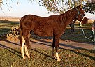 Paint - Horse for Sale in Toppenish, WA 98948 Paint - Horse for Sale in Toppenish, WA 98948