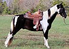 Spotted Saddle - Horse for Sale in Christiana, TN 37037 Spotted Saddle - Horse for Sale in Christiana, TN 37037