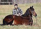 Friesian - Horse for Sale in Jamestown, KY 40501