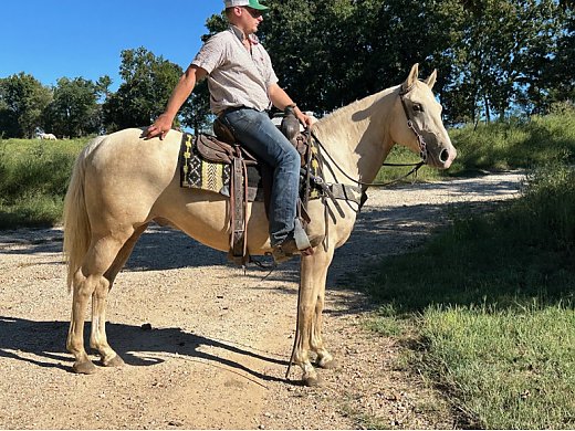Well Broke Palomino