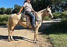 Quarter Horse - Horse for Sale in Vichy, MO 65580 Quarter Horse - Horse for Sale in Vichy, MO 65580