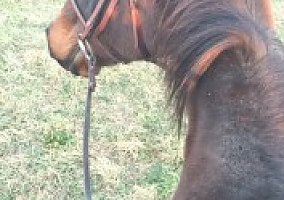 Thoroughbred (Thoroughbred, Mare) in Somers, CT